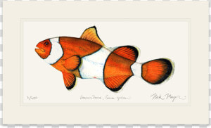 Clownfish   Coral Reef Fish  HD Png Download