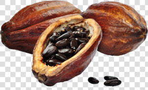 Cacao Png  Transparent Png