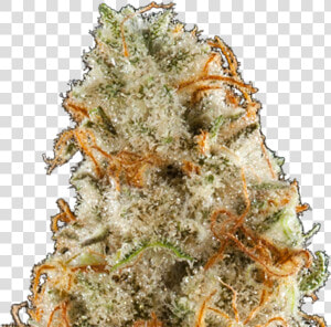 Purple Frost Genetics City Lights Strain Photo   Plant  HD Png Download