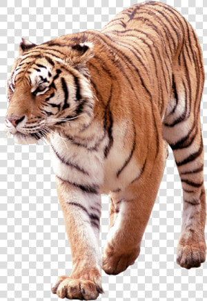 Tiger Png Free Download Searchpng   South China Tiger Png  Transparent Png