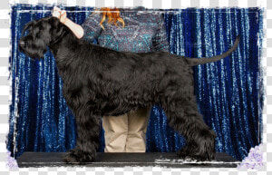 Standard Schnauzer  HD Png Download