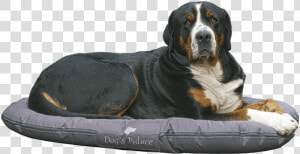 Bernese Mountain Dog Lying On Dog Bed   Camas Para Perros  HD Png Download