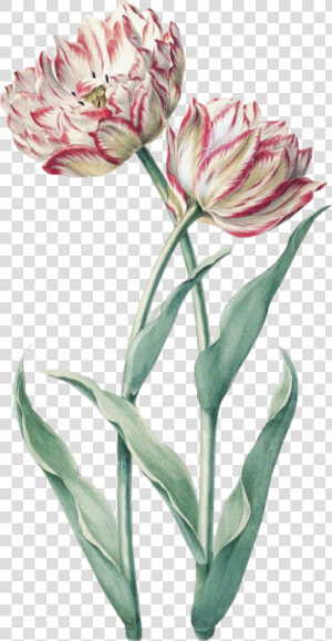  flower  spring  pink  green  png  free  kpopedit   Vintage Tulip Tulip Botanical Illustration  Transparent Png