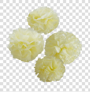 Transparent Pom Poms Png   Artificial Flower  Png Download