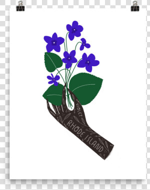 State Flower Of Illinois  HD Png Download