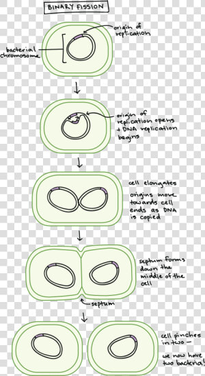 Bacteria Png  Transparent Png
