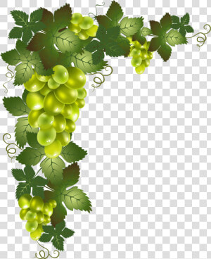 Transparent Element Png Picture   Grape Vine Transparent Background  Png Download