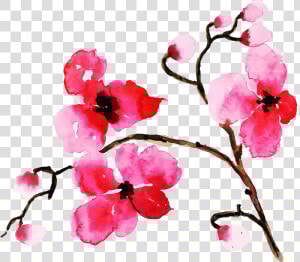 Gilliflower  HD Png Download