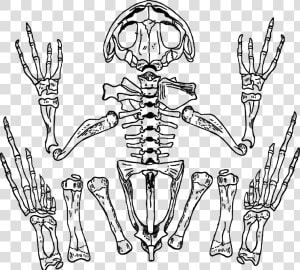 Skeleton Frog Bones Skull Anatomy Biology   Frog Skeleton Transparent  HD Png Download