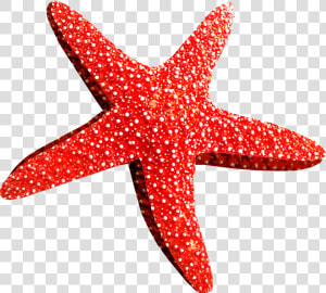 Estrellas De Mar Rojo  HD Png Download