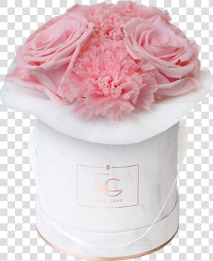 Rosa × Centifolia  HD Png Download