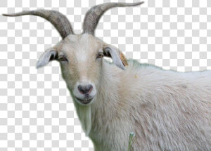 Goat Png Image   Goat  Transparent Png