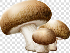 Mushroom Clipart Collection   Mushrooms Png  Transparent Png