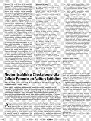 Document  HD Png Download