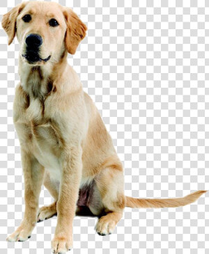 Abandoned Dog Png Image   Mischling Labrador Golden Retriever  Transparent Png