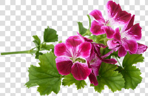 190429rose geranium   Geranium Rosat Huile Essentielle Bio  HD Png Download