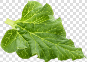 Rhubarb Leaf  HD Png Download