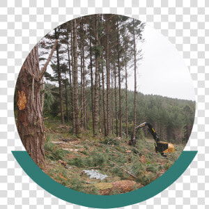 Northland Forestry Services New Zealand  HD Png Download