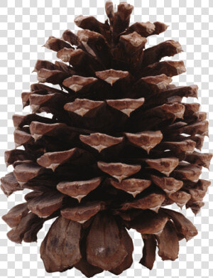 Dark Pine Cone   Ponderosa Pine Cone Transparent  HD Png Download