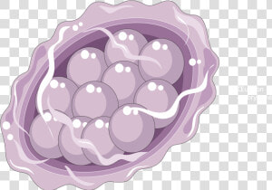 Ascaris Lumbricoïdes Egg   Blackberry  HD Png Download