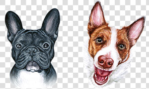 Boston Terrier French Bulldog Dog Breed   French Bulldog  HD Png Download
