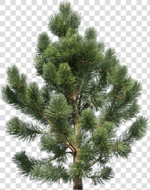Now You Can Download Fir tree Png Icon   Transparent Png Pine Tree  Png Download