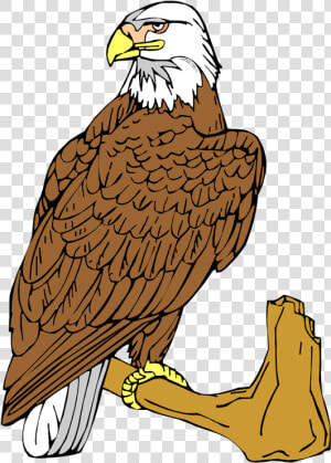 Free Eagle Clipart   Eagle  HD Png Download