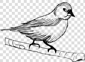 Finch  HD Png Download