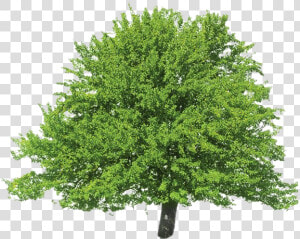 Evergreen Png Clipart   Tulip Tree Png  Transparent Png