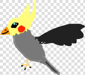 Cockatiel  HD Png Download