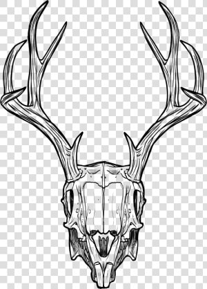 Deer Skull   Animal Skull Drawing  HD Png Download