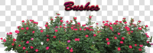 Bushes Download Png   Bushes Png  Transparent Png