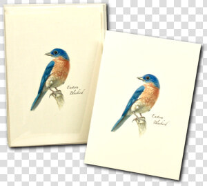 Coraciiformes  HD Png Download