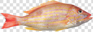 Frozen Yellow Tail Snapper  HD Png Download