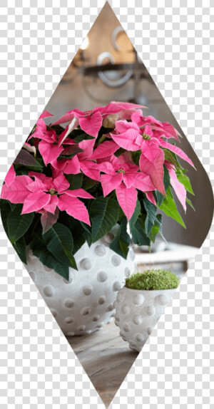 Poinsettia  HD Png Download