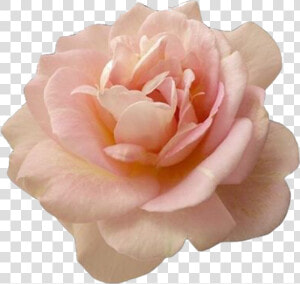 Beautiful Pink Rose Flower   Transparent Pink Flower Png  Png Download