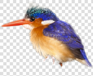 Coraciiformes  HD Png Download