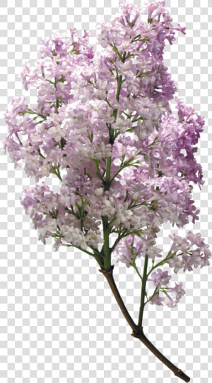 Lilac Png   Lilac  Transparent Png
