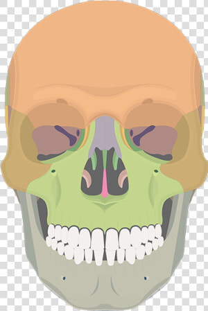 Maxillary Process Of Zygomatic Bone  HD Png Download