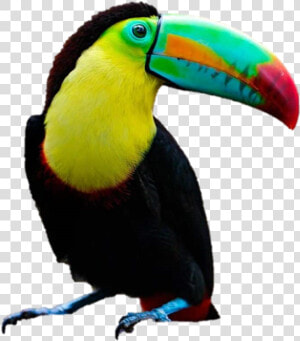 Toucan Png  Transparent Png