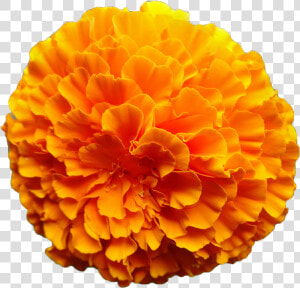 Mexican Marigold Flower Calendula Officinalis Orange   Marigold Png  Transparent Png