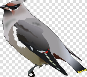 Bohemian Waxwing Svg Clip Arts  HD Png Download