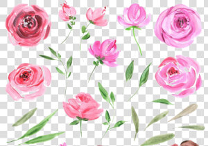 Peonies Free Png Image   Water Color Rose  png  Transparent Png