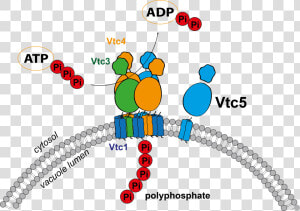 Vtc5 Yeast  HD Png Download