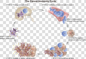 T Cell Trafficking To Tumor  HD Png Download