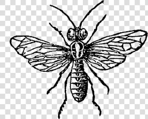 Aphid  png  Transparent Png