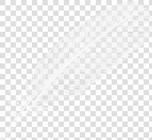 Large Transparent Png Digiscrap   Clear Background White Feather Png  Png Download
