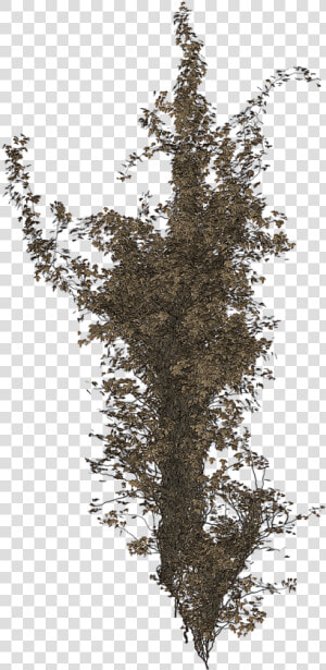 Isolated Tree Ivy Tree   Portable Network Graphics  HD Png Download