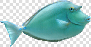 Koi Fish Clipart Croy   Realistic Ocean Fish Clipart  HD Png Download