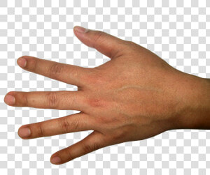 Five Finger Hand Png Image   Back Of Hand Transparent  Png Download